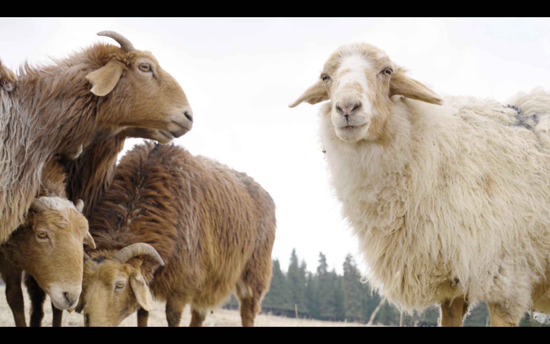 Borrowed Silence – sheep